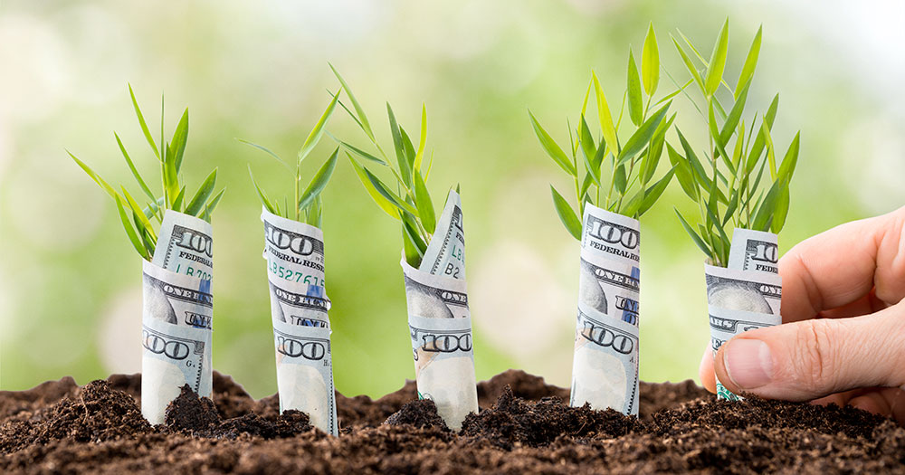 Hundred dollar bills stuck in the soil, wrapped around new growth on plants